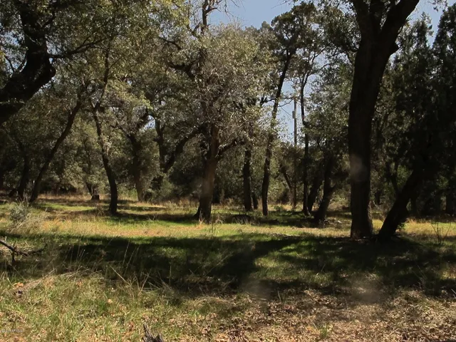 a view of a yard with a tree