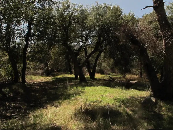 a view of a tree
