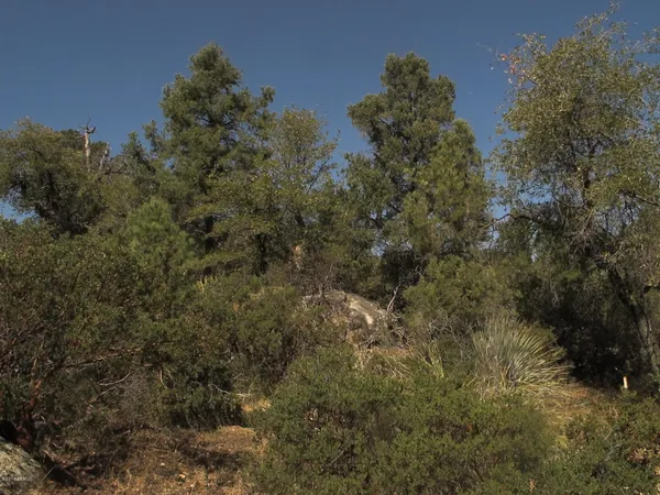 a view of a forest with a tree in the background