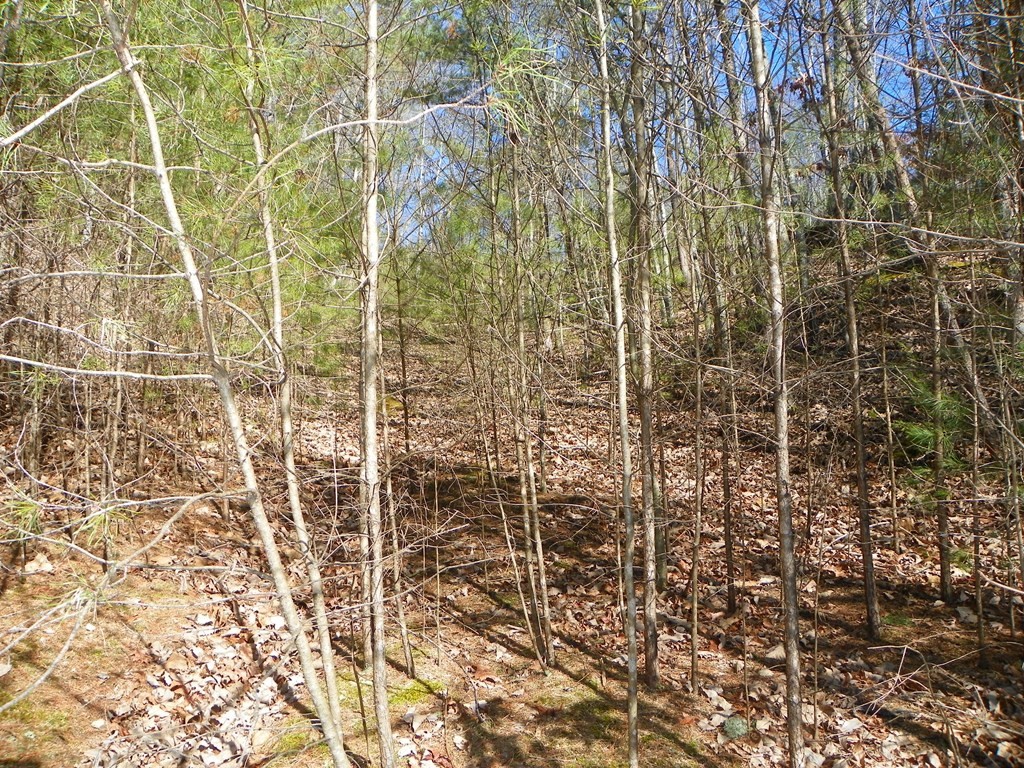 0 Shadow Ridge Drive Sevierville, TN 37862 - Photo 5 of 13