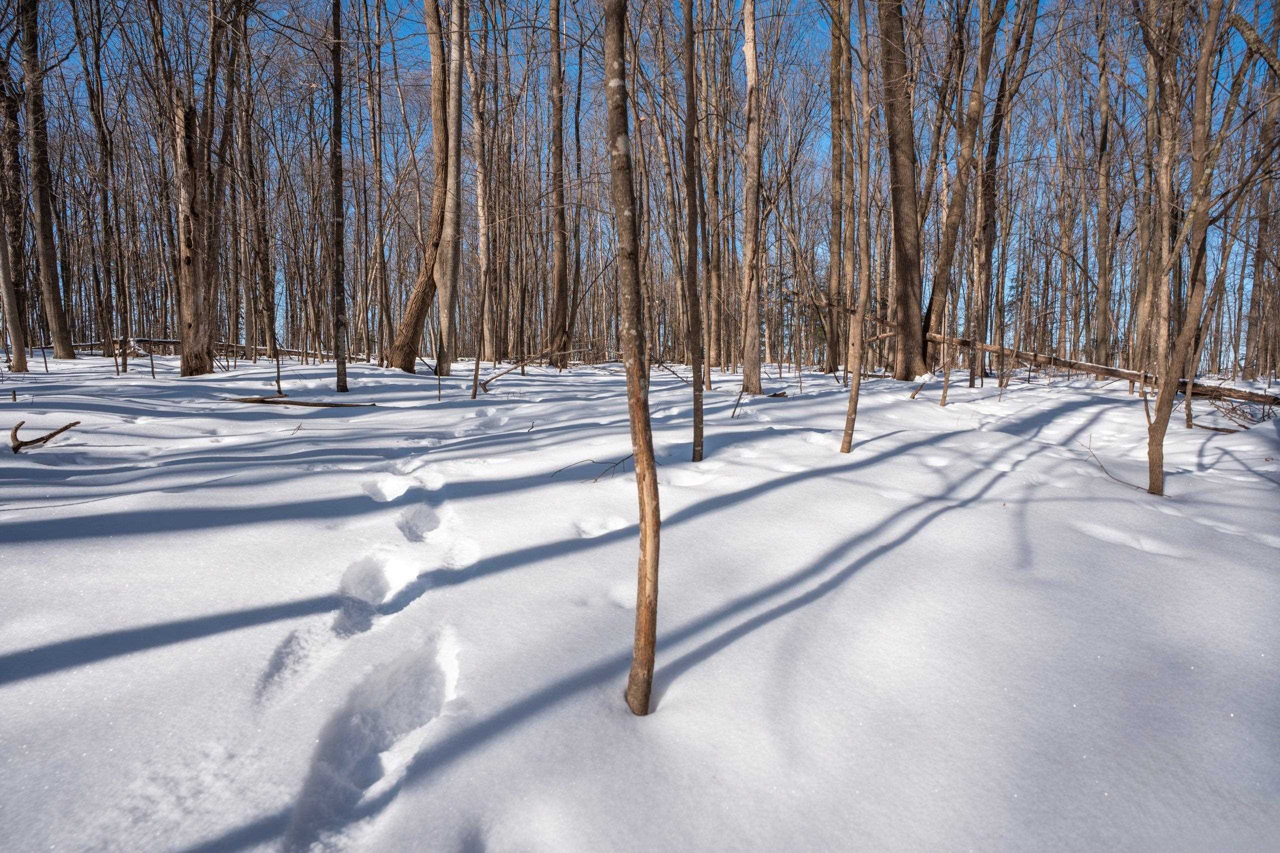0 County Road Ff Merrill, WI 54452 - Photo 15 of 38