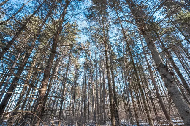 $315,000 | 0 County Road Ff, Merrill, WI 54452