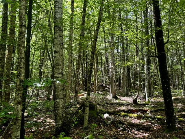 M10-l20 Judkins Road Harmony, ME 04942 - Photo 38 of 39