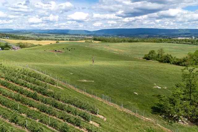 a view of a garden with a bench