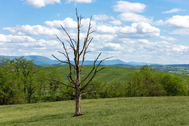 a view of a big yard with swimming pool and green space
