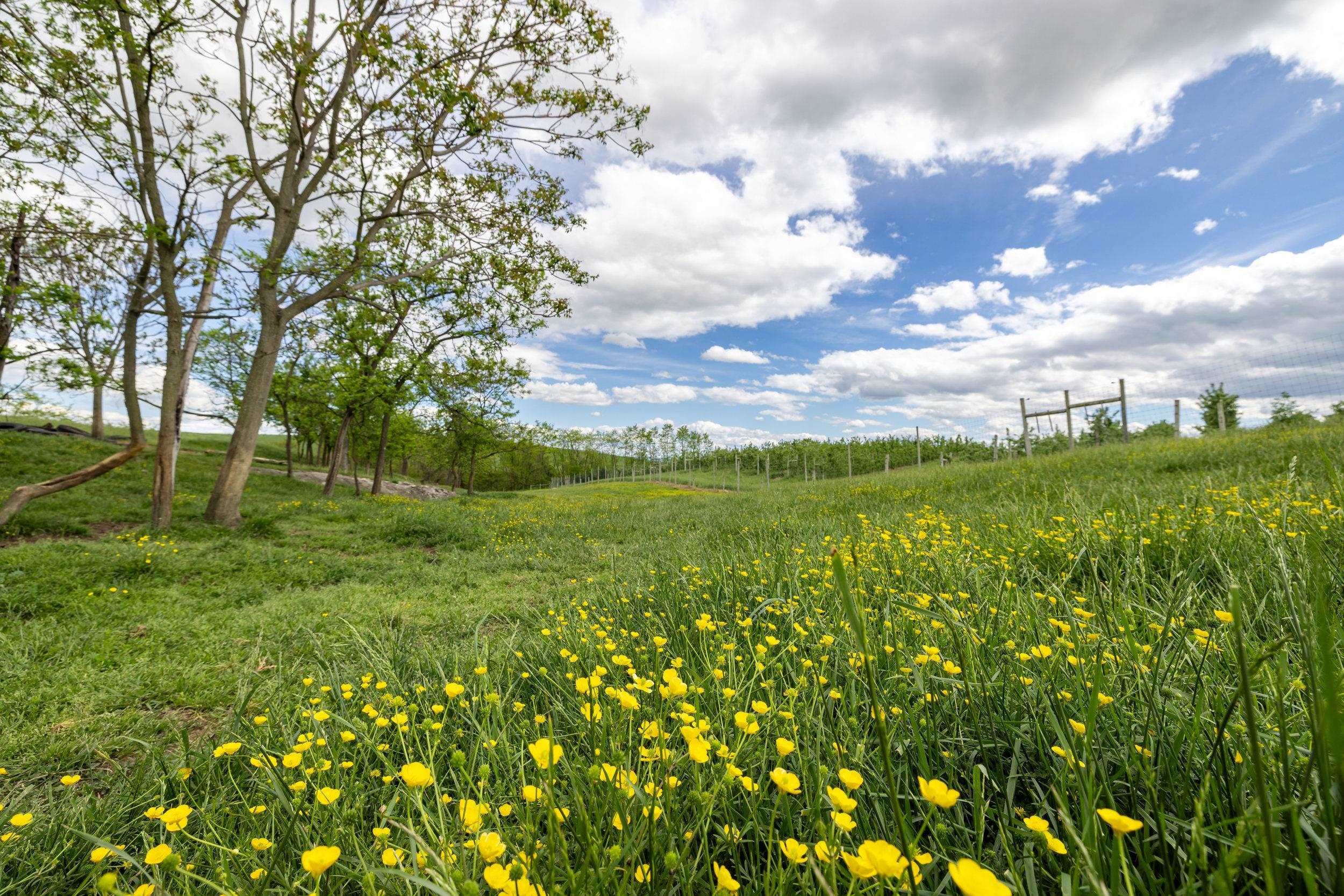 Tbd Vetters Road Timberville, VA 22853 - Photo 63 of 75