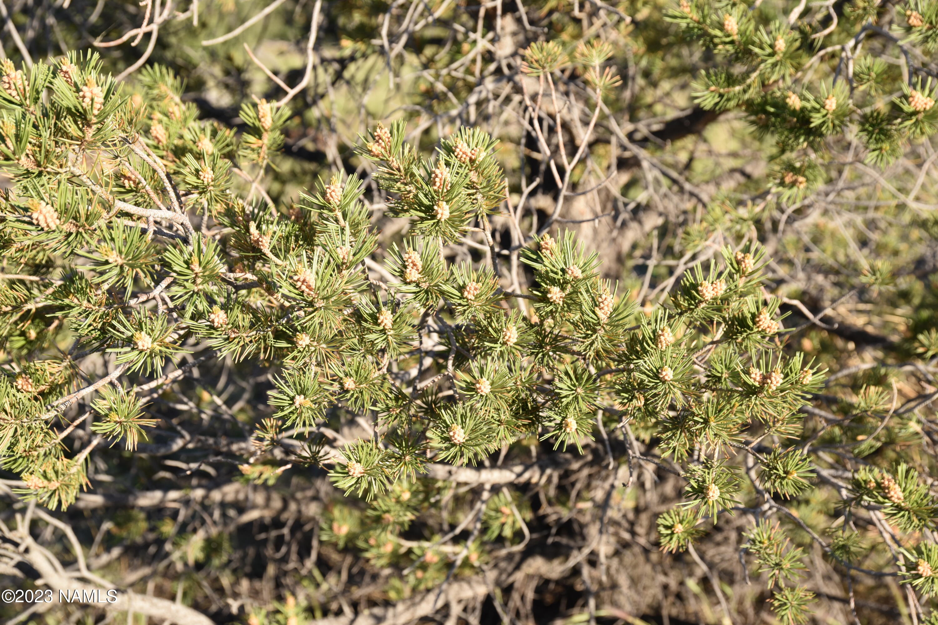 11921 Mesa View Road Williams, AZ 86046 - Photo 14 of 28 DSC_2650