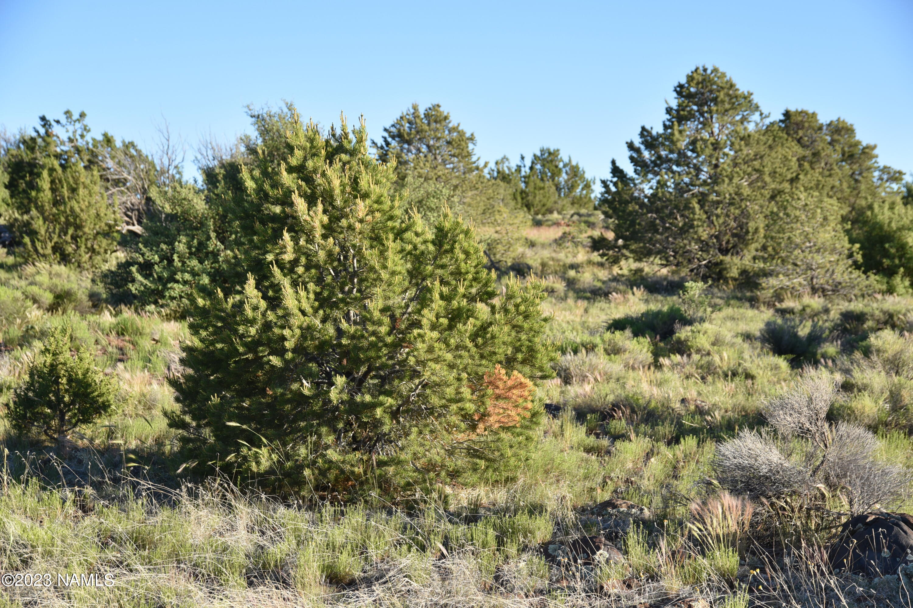 11921 Mesa View Road Williams, AZ 86046 - Photo 16 of 28 DSC_2652