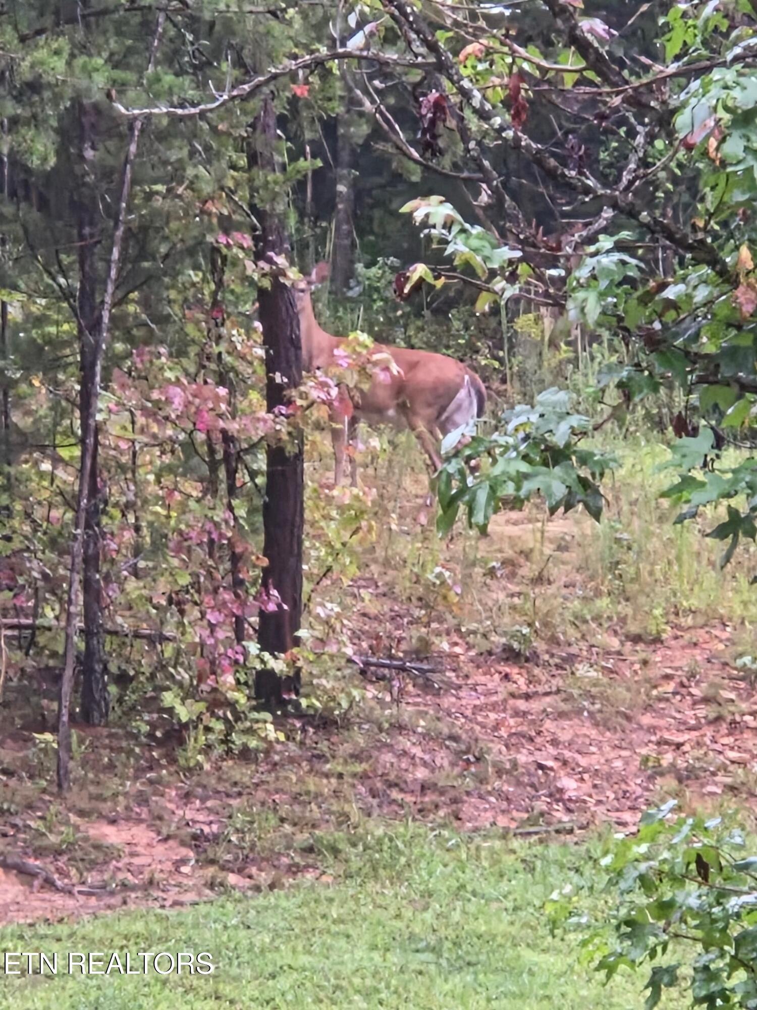 355 Lone Mountain Road Andersonville, TN 37705 - Photo 33 of 45 Deer Siting