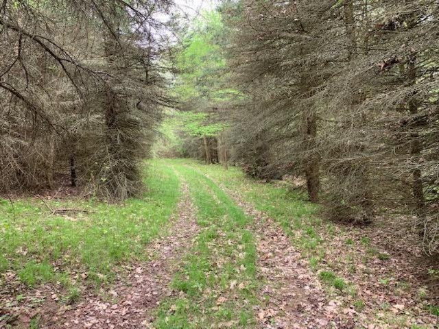 V/l Grow Road Northwest Stanton, MI 48888 - Photo 2 of 10 0-6