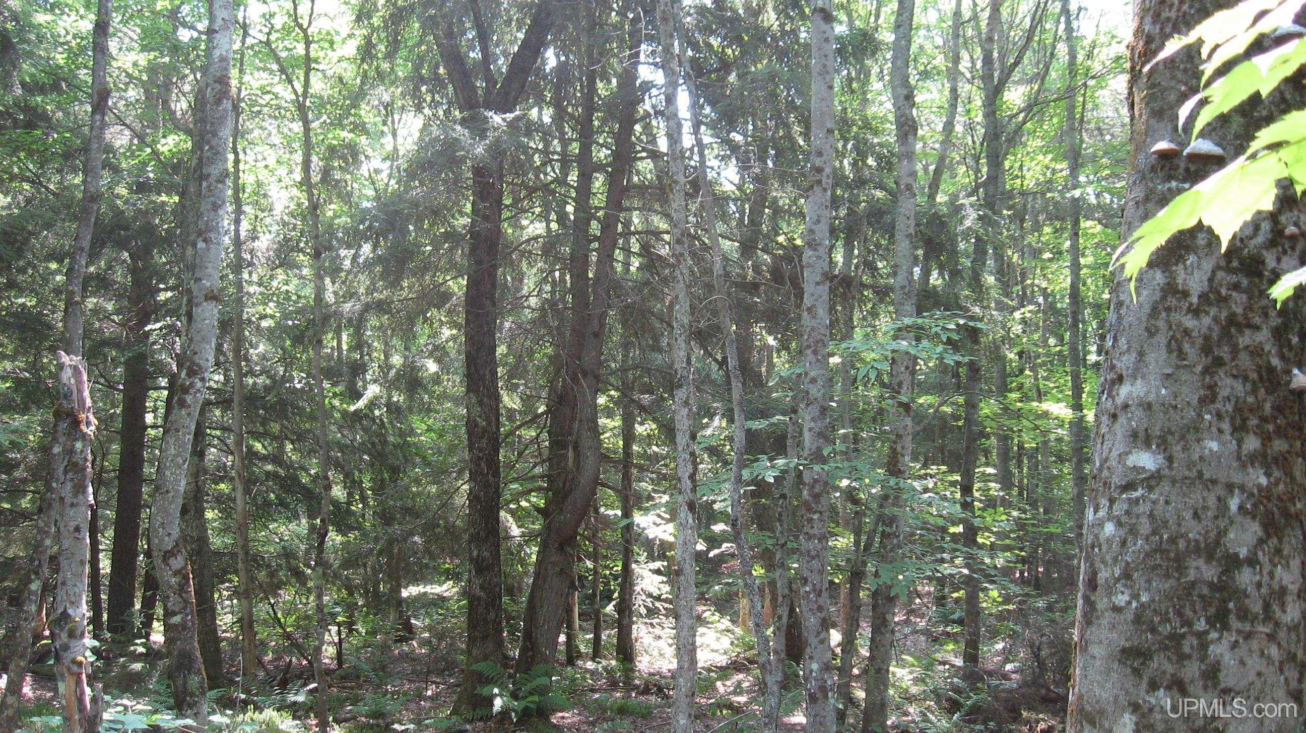 0 Co Road Newberry, MI 49868 - Photo 11 of 12