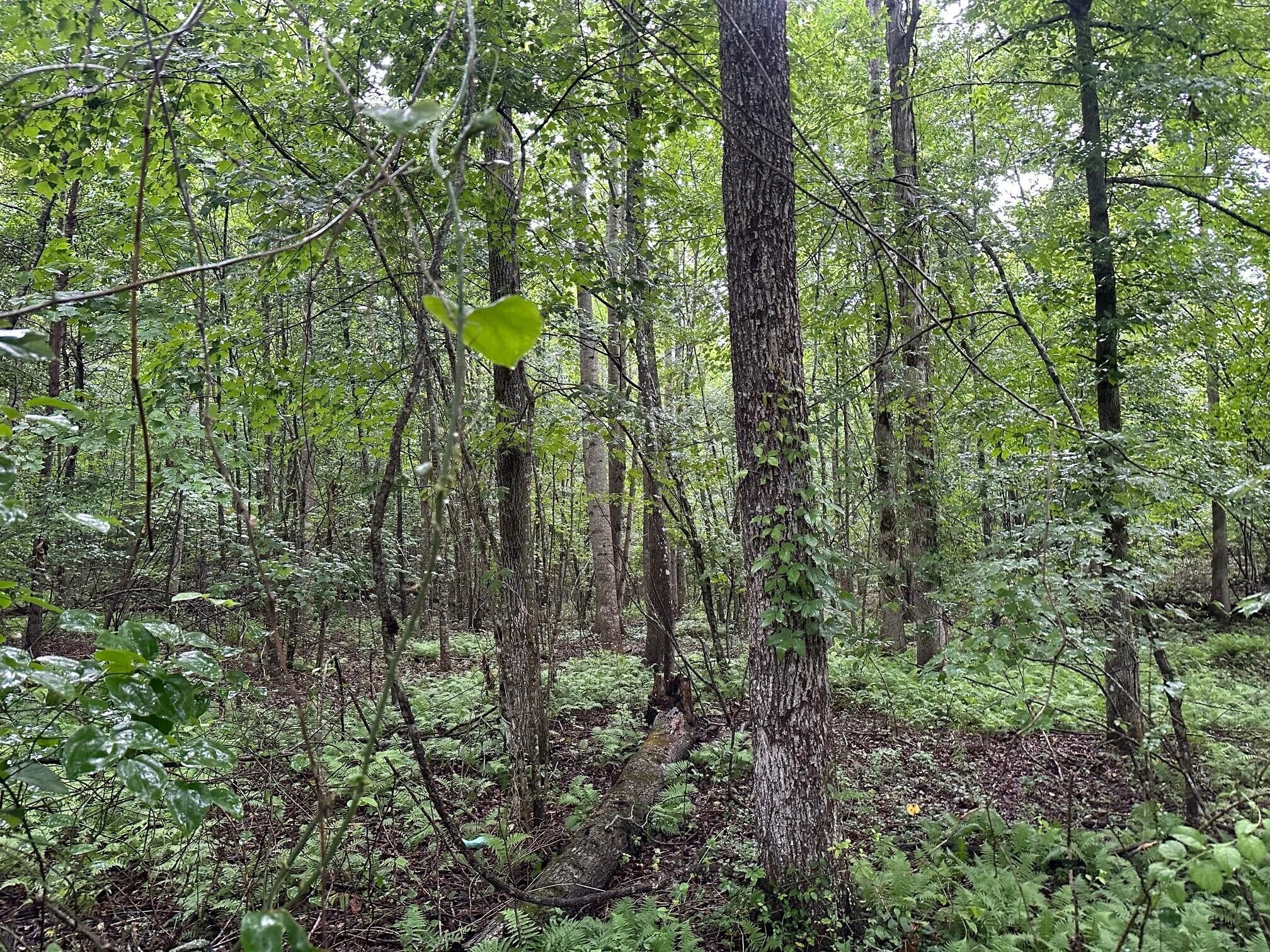 7 Sawmill Road Palmer, TN 37365 - Photo 4 of 12 Gallery Image 4
