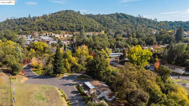 a view of a bunch of flowers and trees