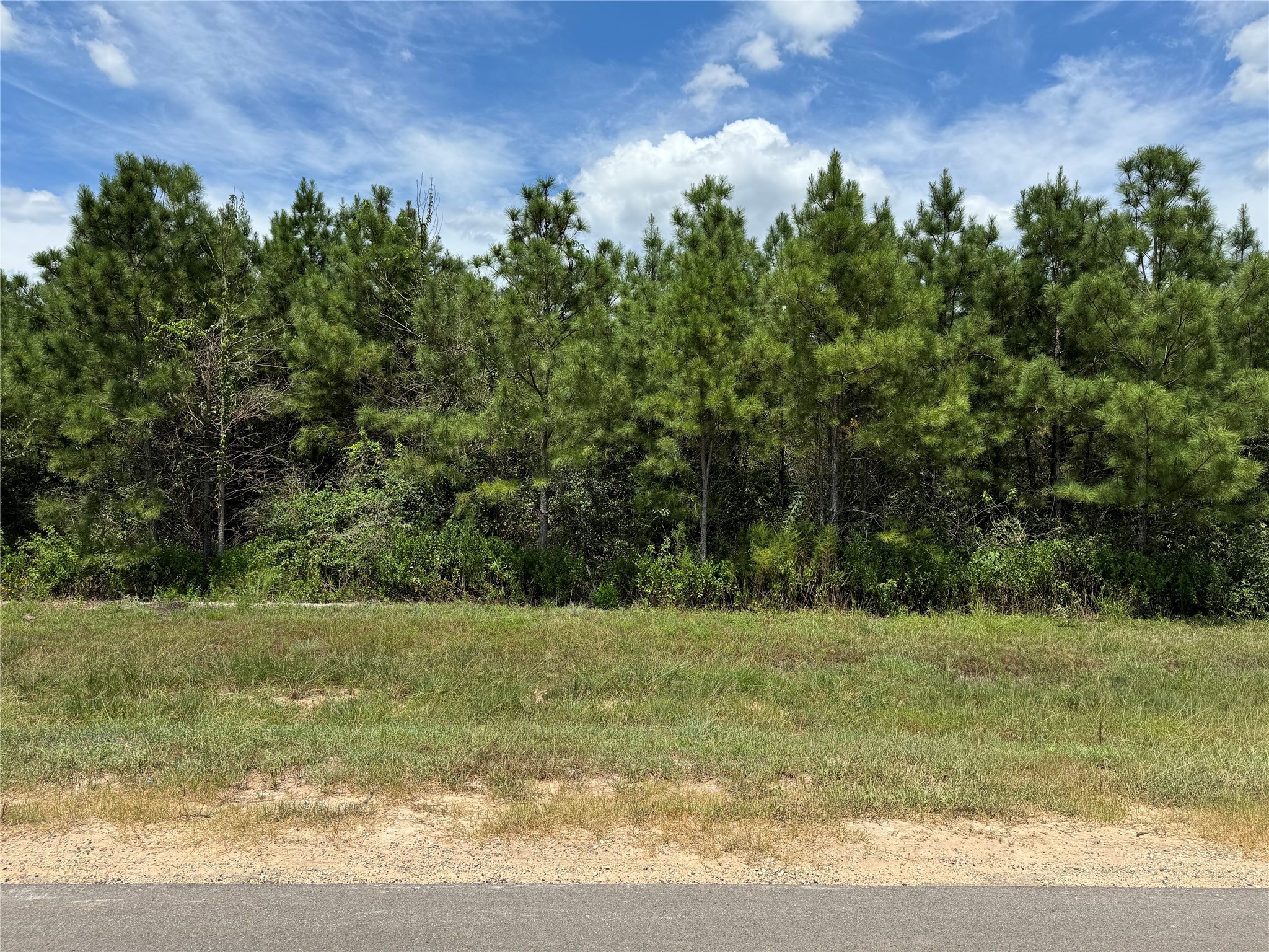 15745 Ridge Rock Road Willis, TX 77378 - Photo 13 of 15 a view of a field with trees in background