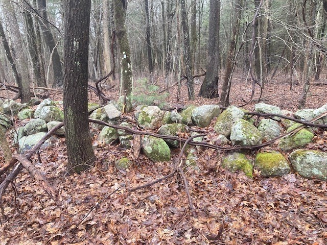 52 Peach Hill Road Berlin, MA 01503 - Photo 6 of 27 a view of a yard with plants and large trees