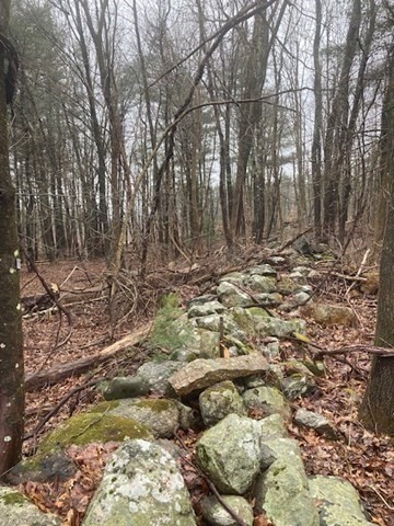 52 Peach Hill Road Berlin, MA 01503 - Photo 9 of 27 a view of a yard with large trees