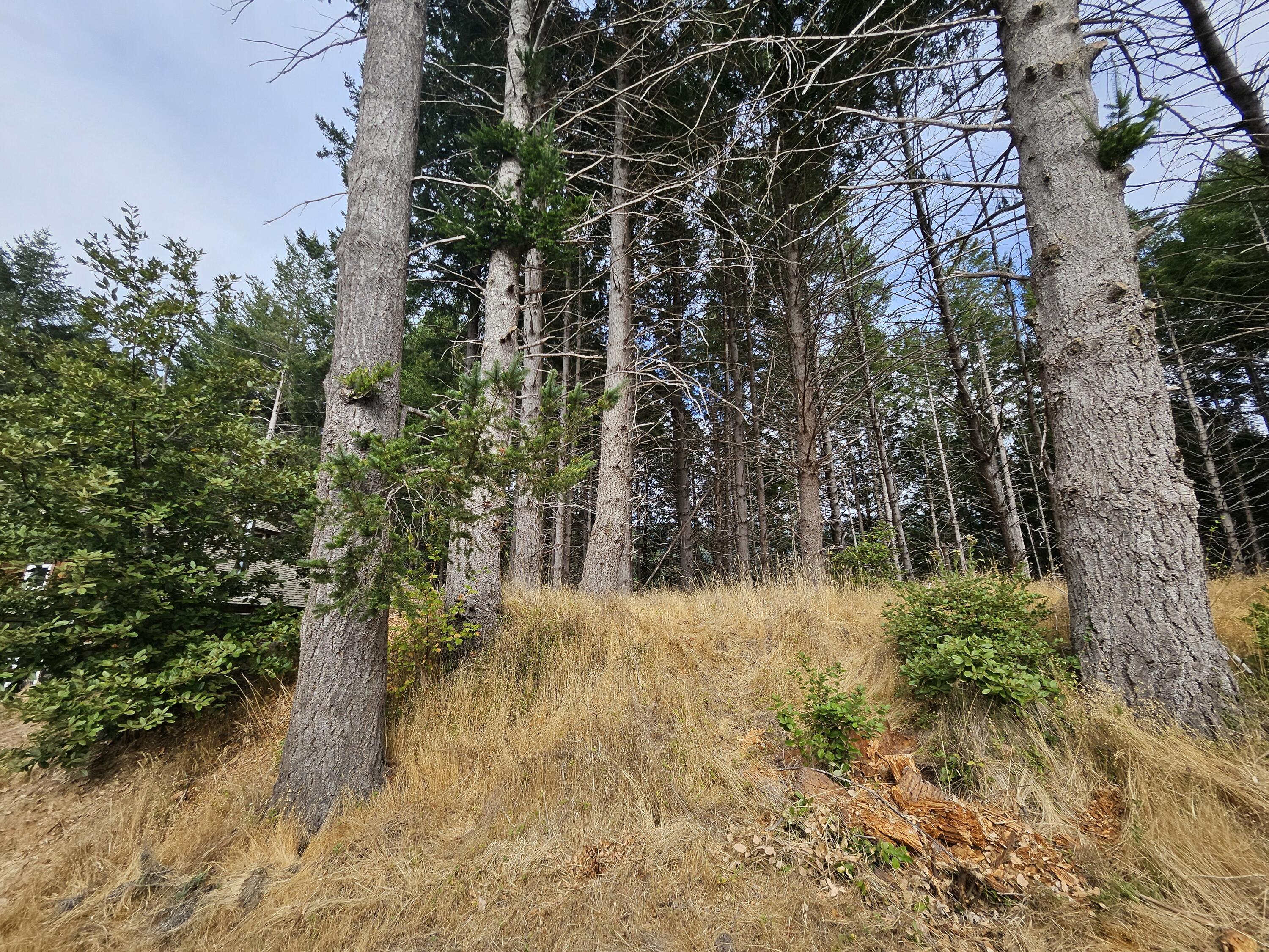 341 Ridge Road Shelter Cove, CA 95589 - Photo 3 of 9 20250928_152401