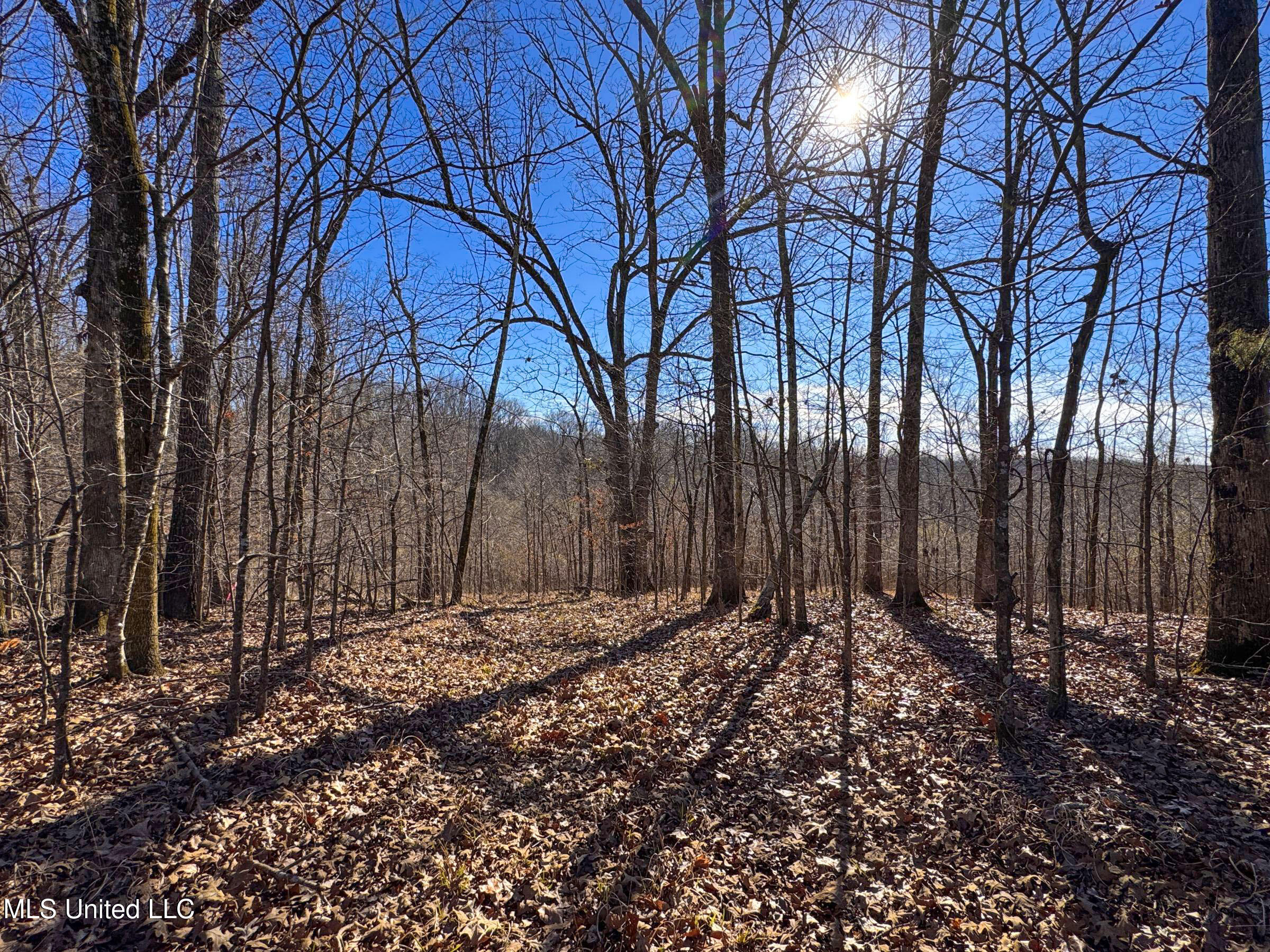 Chapel Town Road Courtland, MS 38620 - Photo 5 of 28 12-2ctrd777