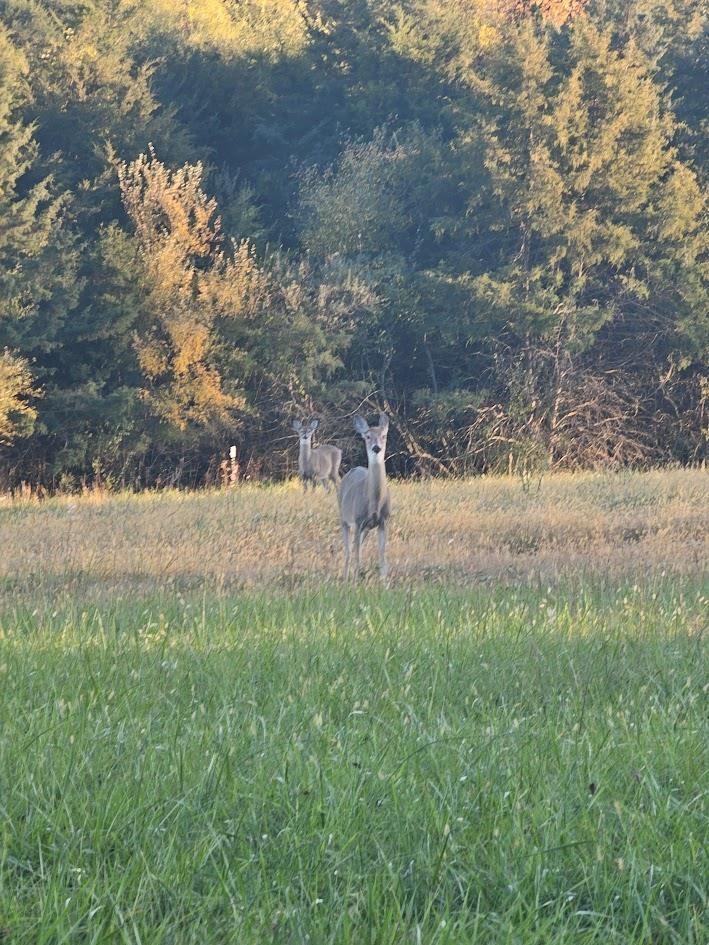 Lot 5 Berry Farm Road Verona, VA 24482 - Photo 19 of 23 a view of a yard