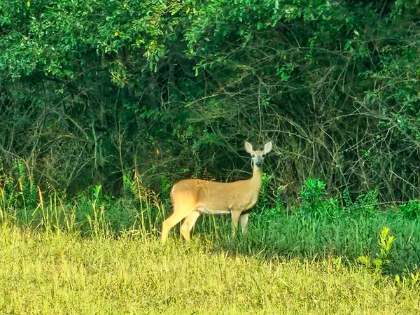 a view of a swimming pool in a backyard of a house