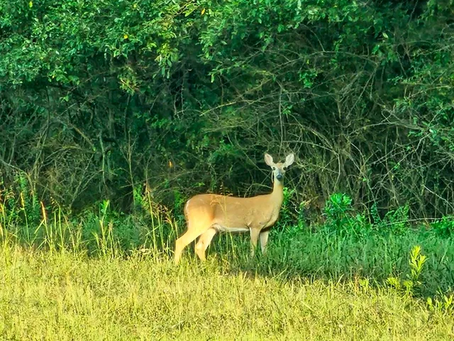 a view of a swimming pool in a backyard of a house