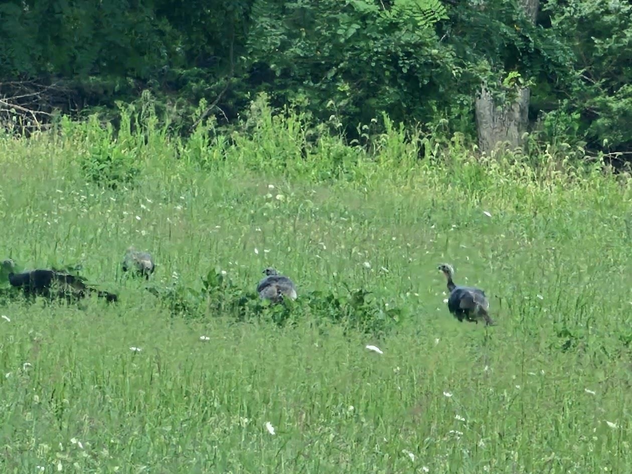 Lot 5 Berry Farm Road Verona, VA 24482 - Photo 6 of 23 a view of a garden
