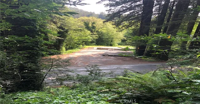 a view of a yard with plants and large trees