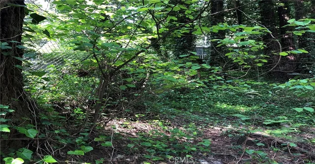 a view of a tree in a garden