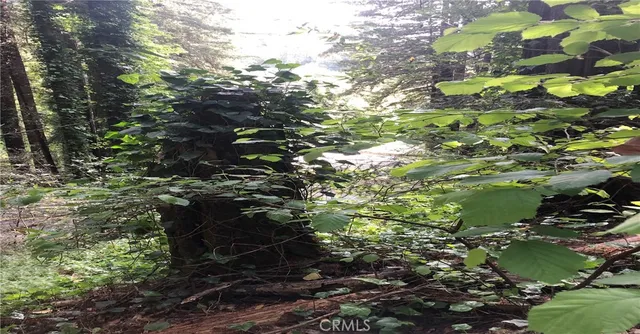 a picture of flowers