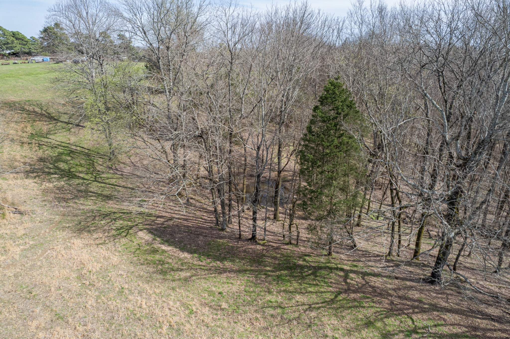 2675 Red Nix Road Cornersville, TN 37047 - Photo 11 of 52 a view of a yard with trees
