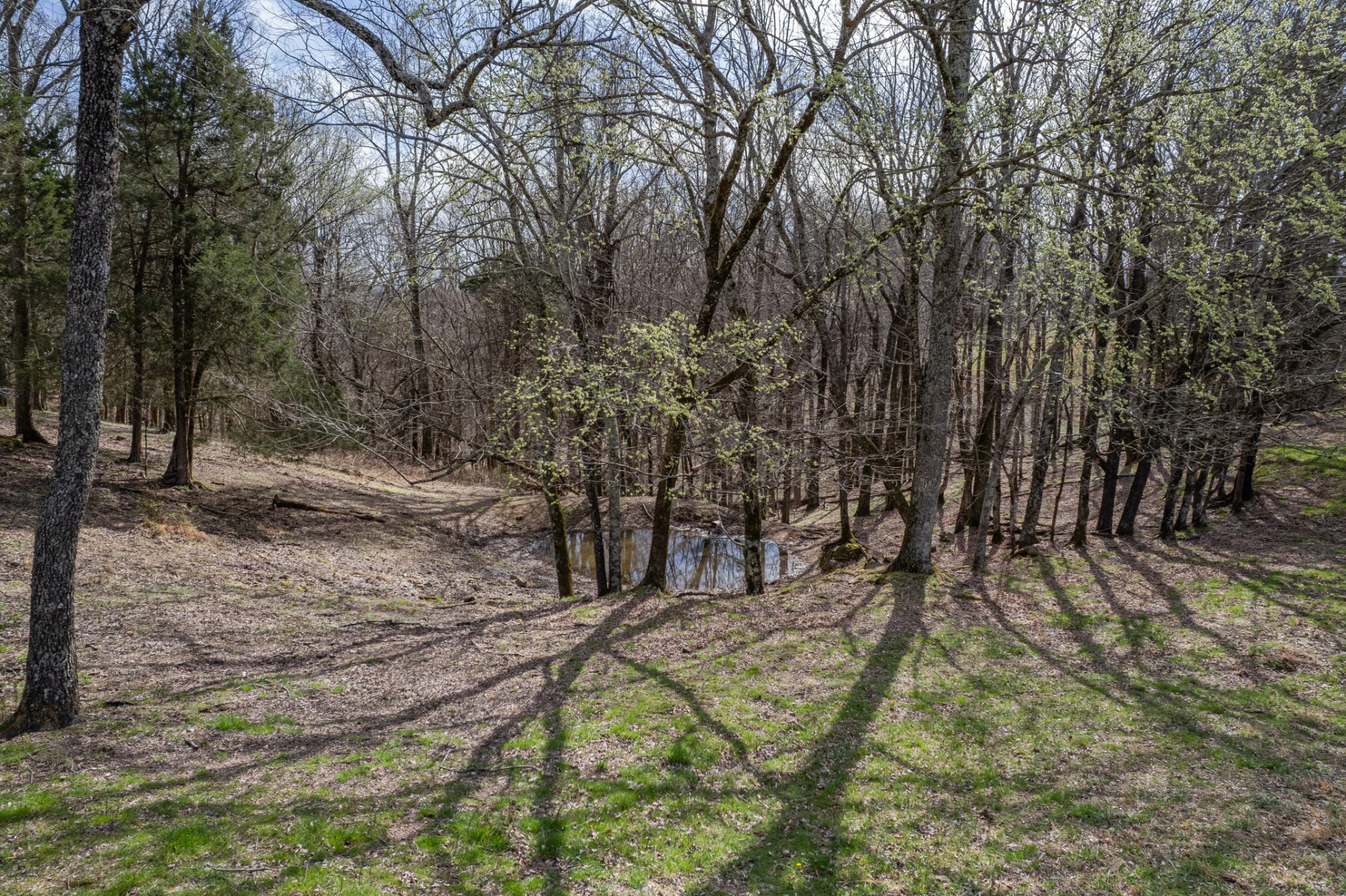 2675 Red Nix Road Cornersville, TN 37047 - Photo 12 of 52 a view of backyard of house