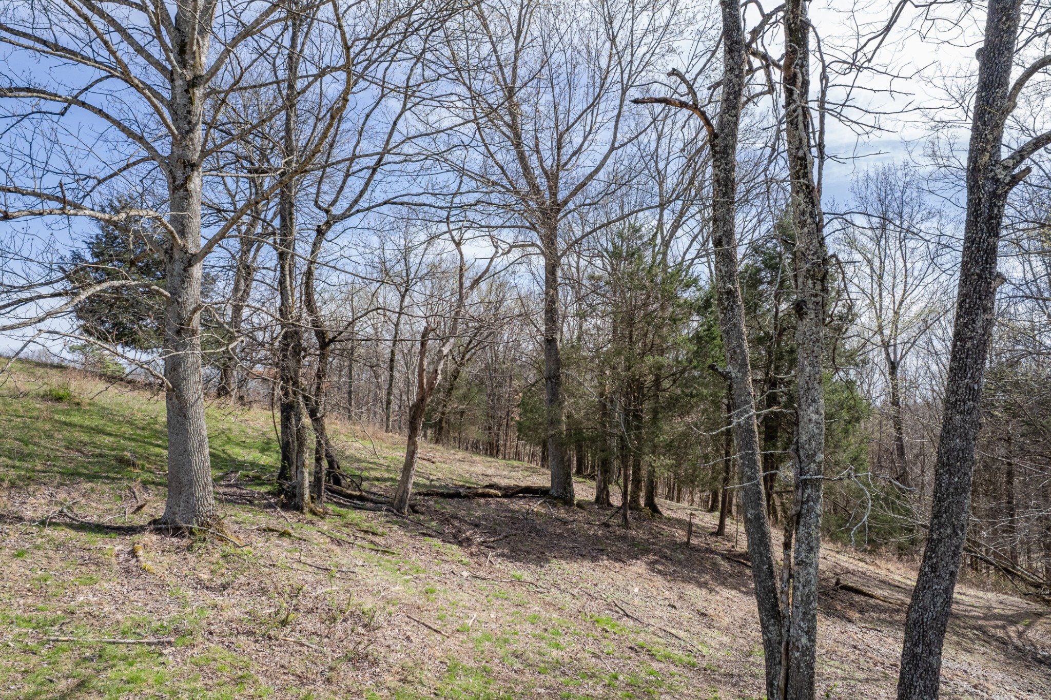 2675 Red Nix Road Cornersville, TN 37047 - Photo 13 of 52 a view of a tree with a of trees