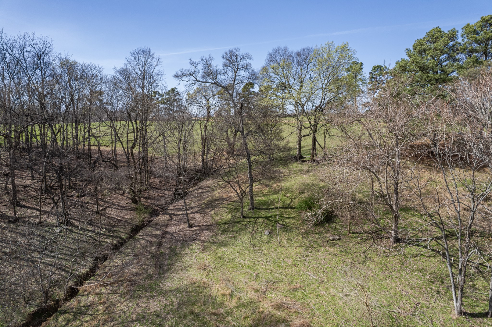 2675 Red Nix Road Cornersville, TN 37047 - Photo 27 of 52 a view of a forest with a tree
