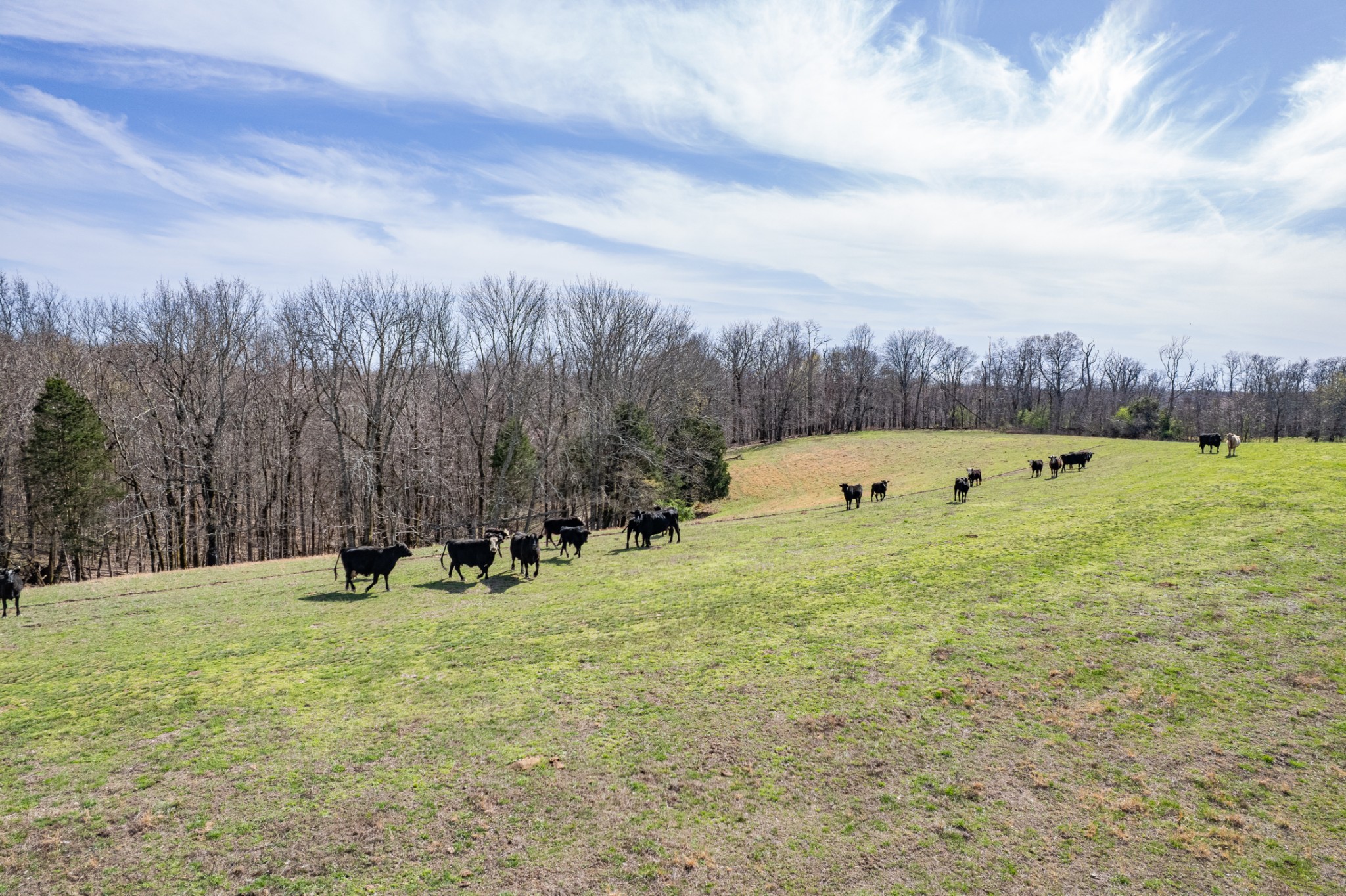2675 Red Nix Road Cornersville, TN 37047 - Photo 37 of 52 a view of a swimming pool and trees in the background