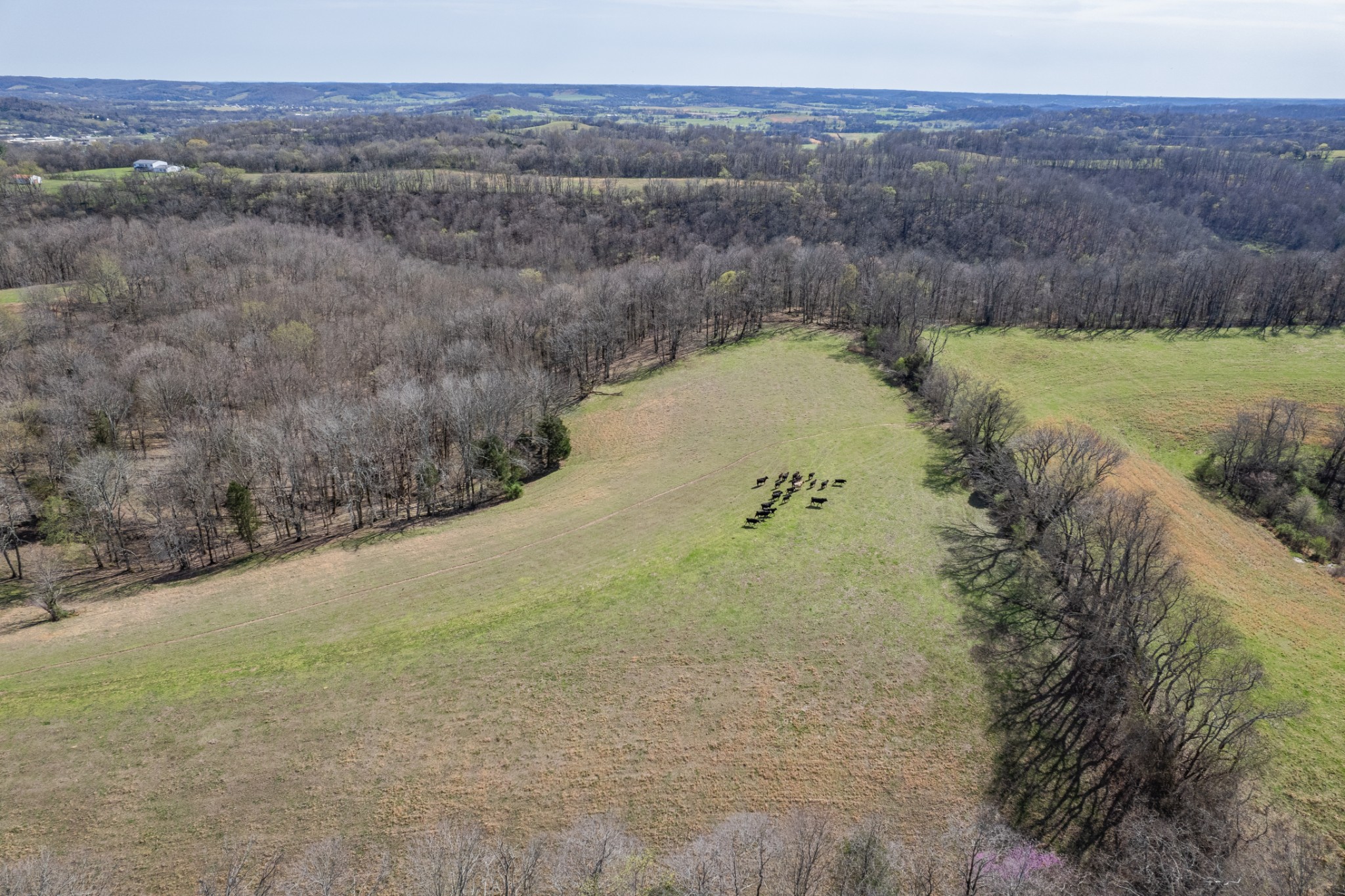 2675 Red Nix Road Cornersville, TN 37047 - Photo 38 of 52 a view of a lake in middle of forest