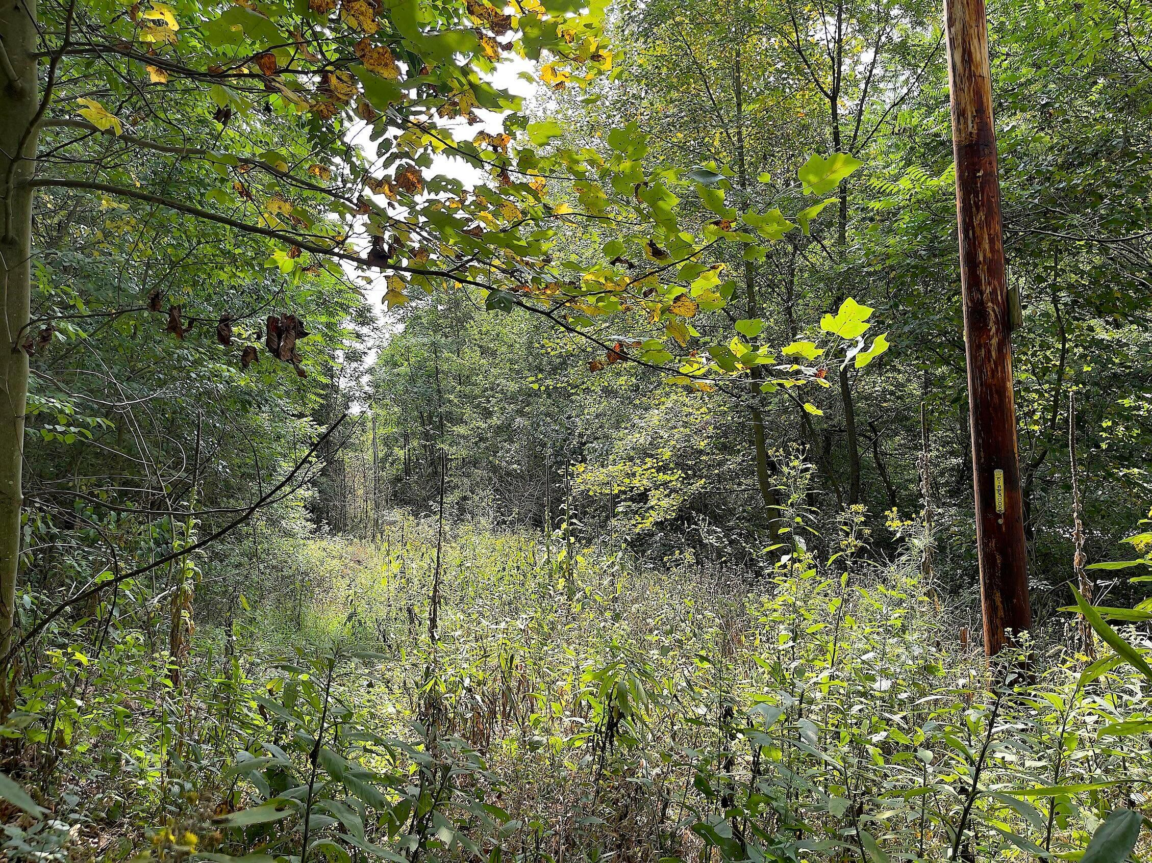 0 Porter Run Road Frankfort, OH 45628 - Photo 50 of 51 IMG_3283