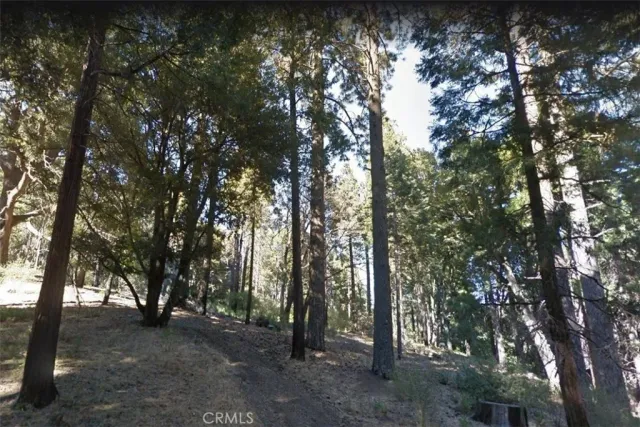 a view of a forest with trees