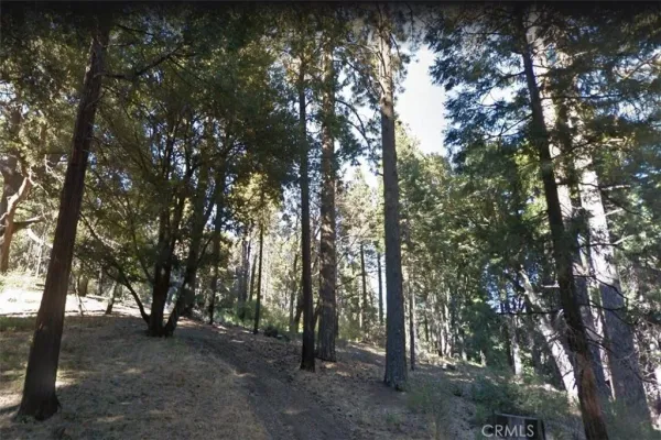 a view of a forest with trees