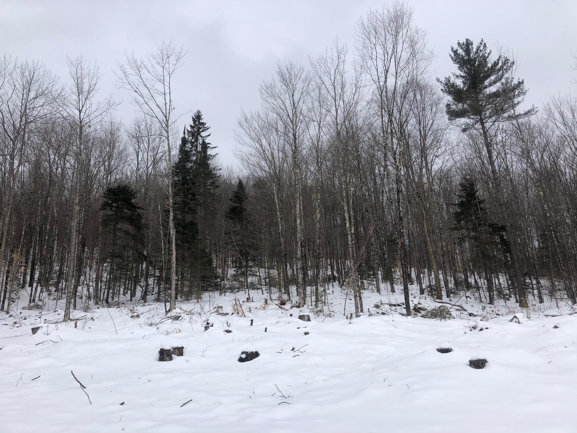 5250 Shadow Lake Road Concord, VT 05824 - Photo 8 of 10