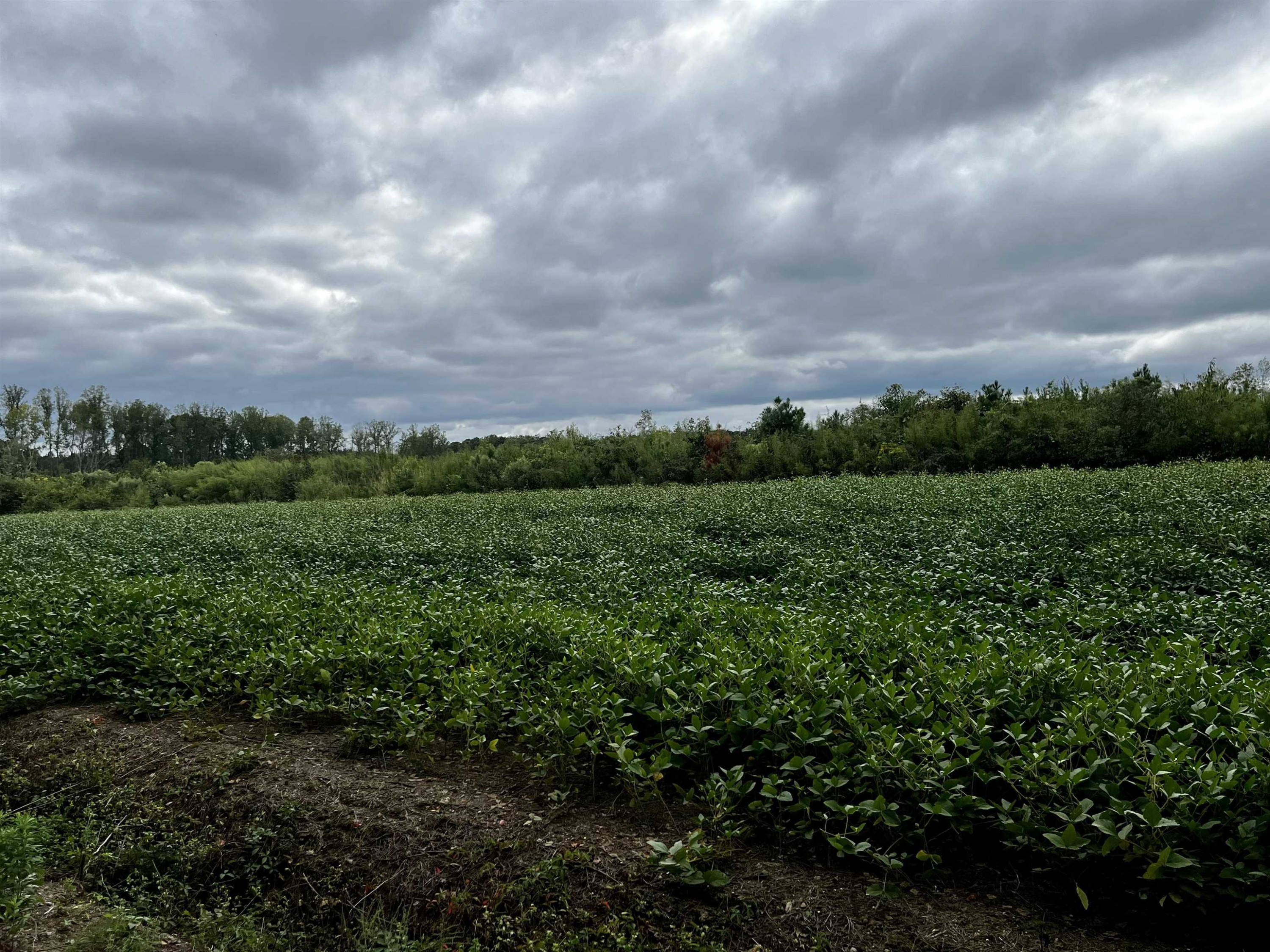 527 Sam Narron Road Middlesex, NC 27557 - Photo 3 of 5 a view of a big yard with lots of green space
