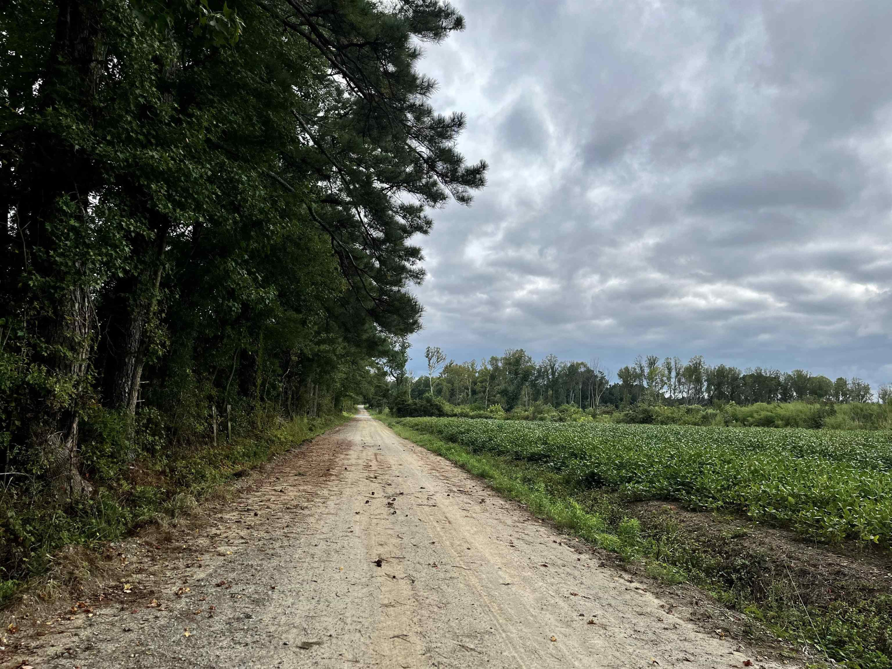 527 Sam Narron Road Middlesex, NC 27557 - Photo 5 of 5 a view of a road with trees in the background