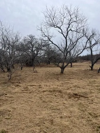 a view of empty yard with large trees