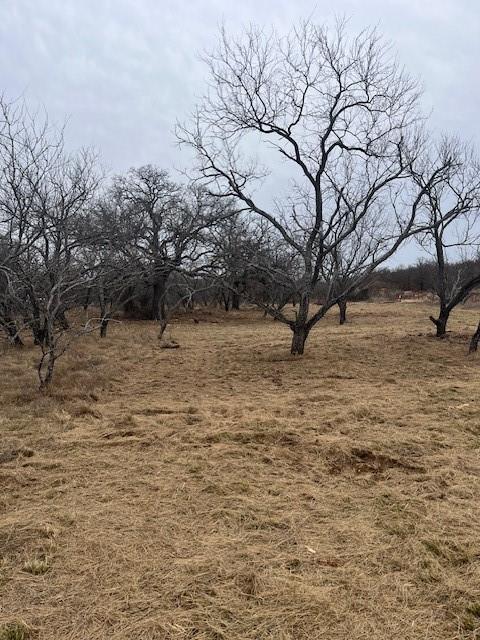 17 Ac Burwick Road Jacksboro, TX 76458 - Photo 1 of 12 a view of empty yard with large trees