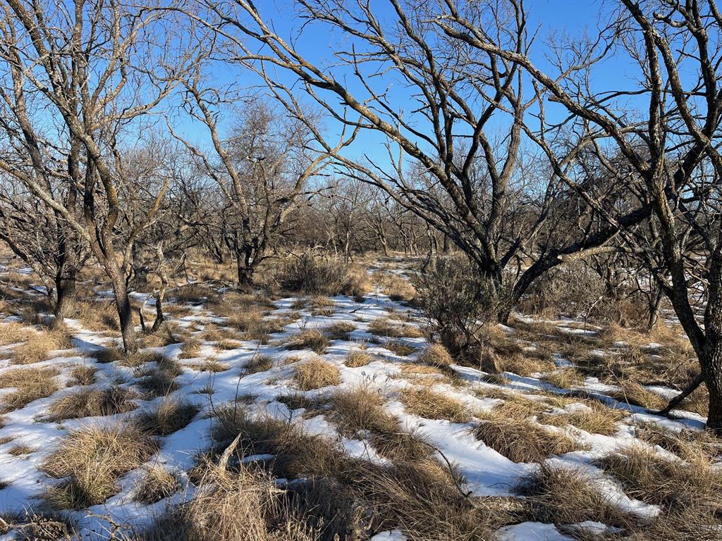 17 Ac Burwick Road Jacksboro, TX 76458 - Photo 10 of 12 a view of lots of trees