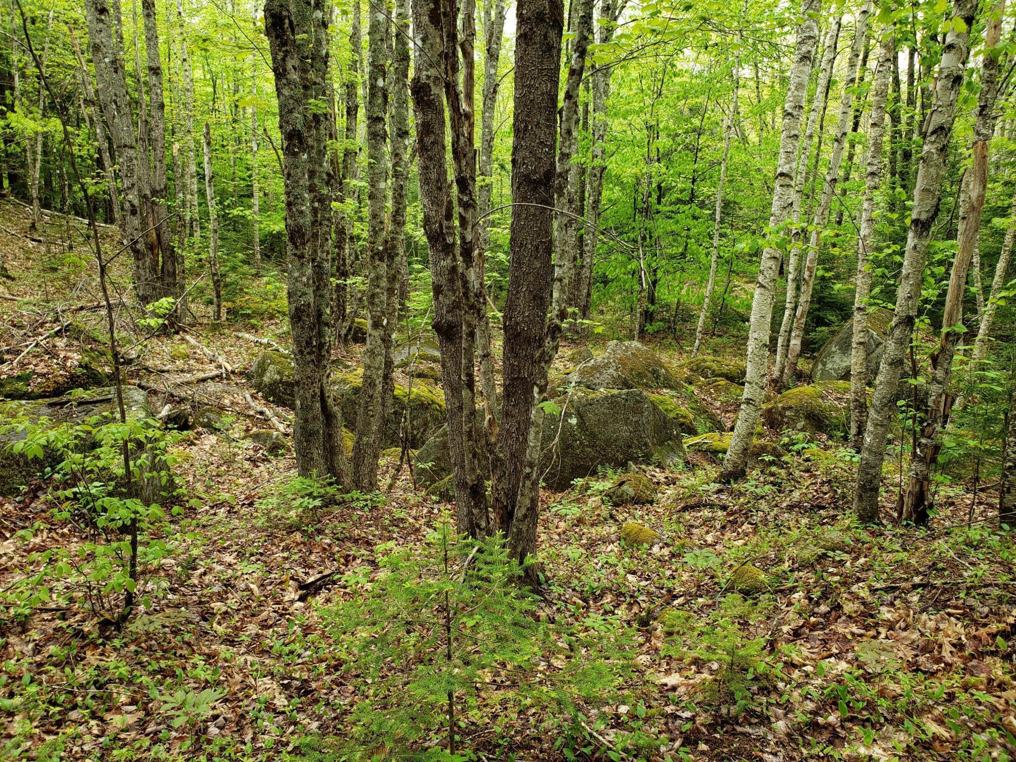 300 Valley Road Jefferson, ME 04348 - Photo 29 of 66 20220521_141036