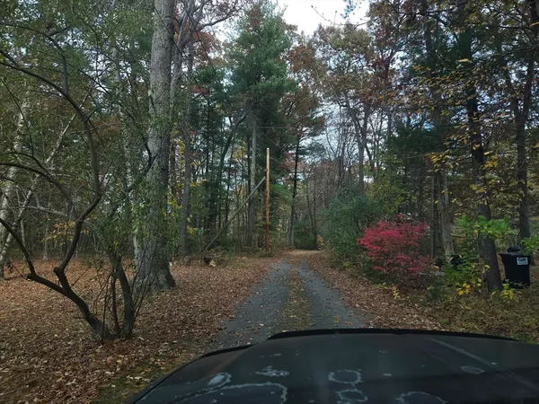 a view of a forest filled with trees
