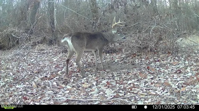 $875,000 | 4 Evans Road, Carthage, MS 39051