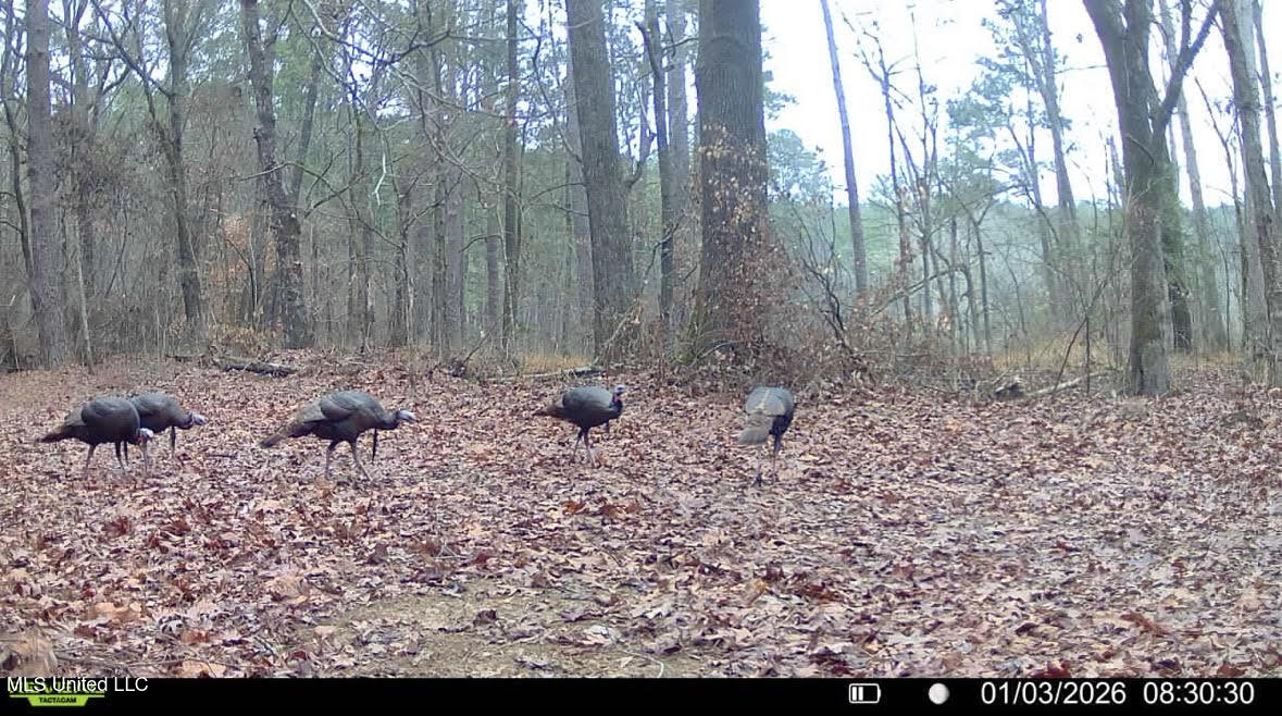 4 Evans Road Carthage, MS 39051 - Photo 45 of 54 153