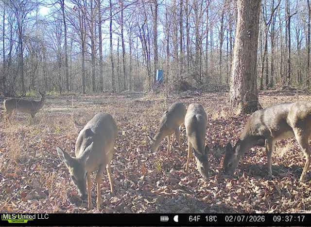 4 Evans Road Carthage, MS 39051 - Photo 48 of 54 168