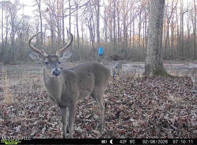 4 Evans Road Carthage, MS 39051 - Photo 49 of 54 170